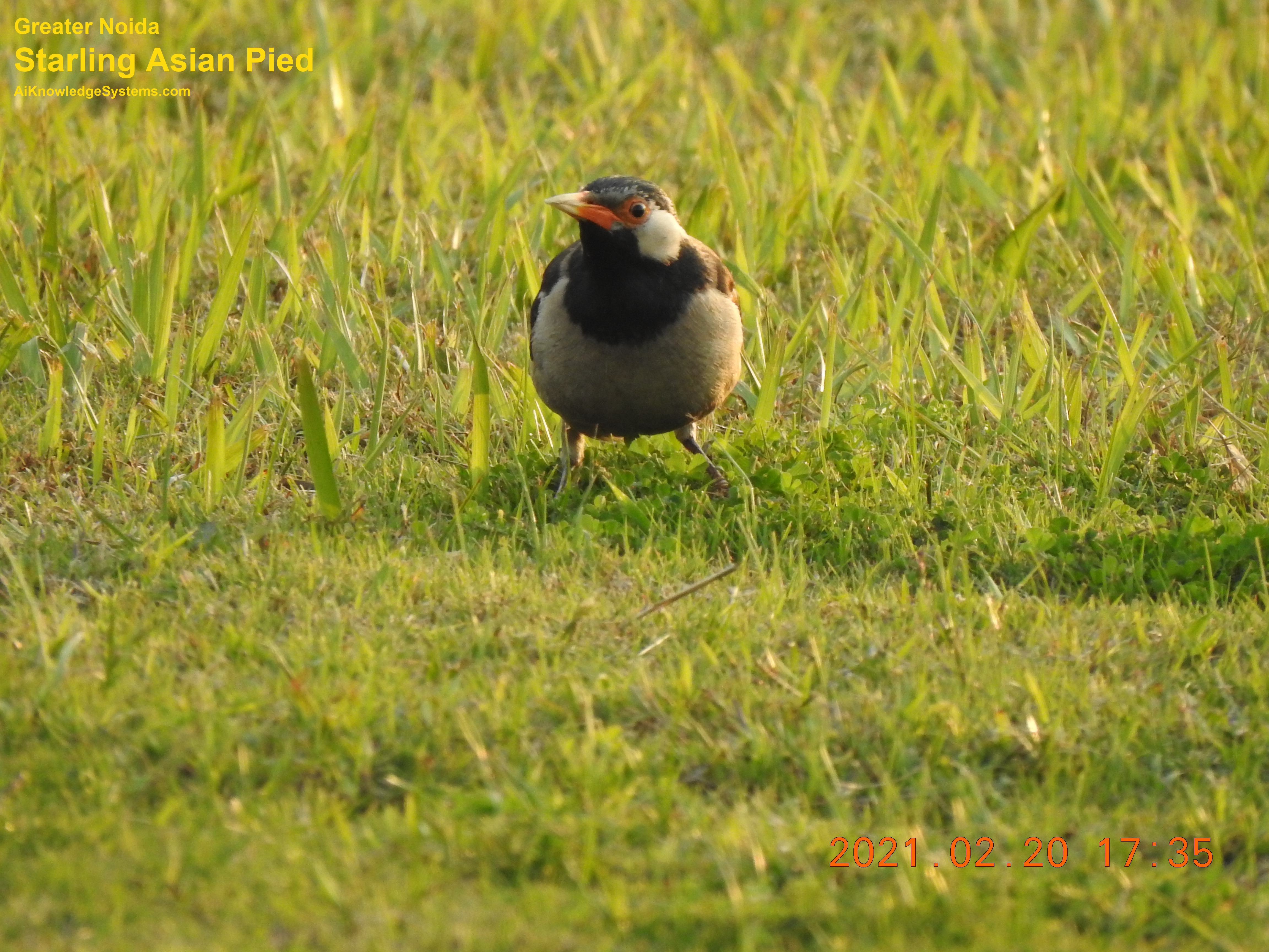 Starling Asian Pied (21) Coming Soon